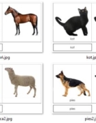 Cytat Marii Montessori #18